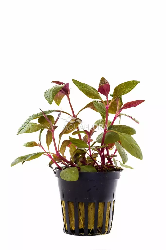 Papukaijalehti Lilacina Ruukku - Akvaarion keskialan kasvit - 80510 - 1