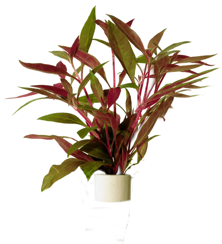 Papukaijalehti Rosaefolia Nippu - Akvaarion keskialan kasvit - 84140 - 1