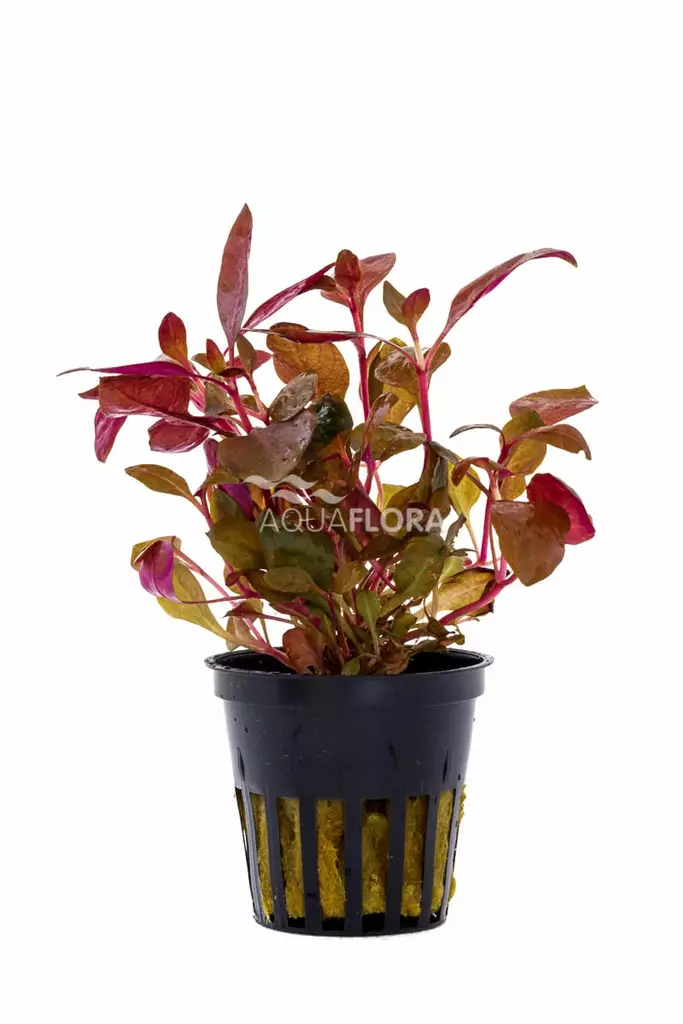 Papukaijalehti - Akvaarion keskialan kasvit - Papukaijalehti - 1