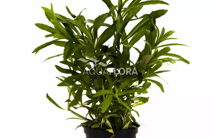 Patsuli Laji Ruukku - Akvaarion keskialan kasvit - 87050 - 1