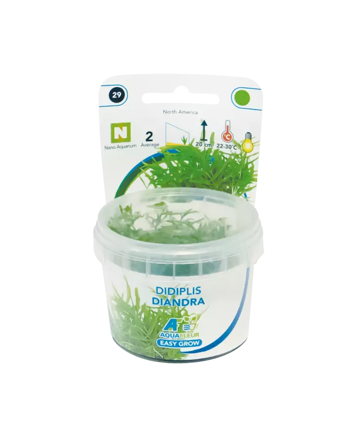 Pensasojakaali Vitrokupissa - Akvaarion keskialan kasvit - 87990 - 1