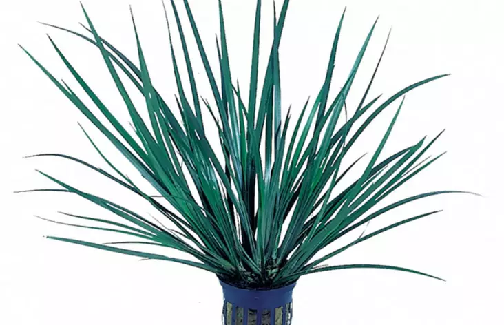 Pikkukalmojuuri Ruukku Terraarioon - Kostean terraarion kasvit - 80490 - 1