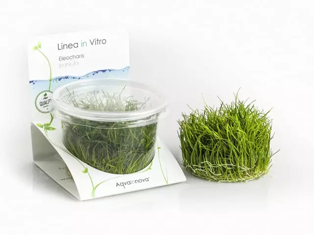 Pikkuluikka Vitrokupissa - Akvaarion etualan kasvit - 87500 - 1