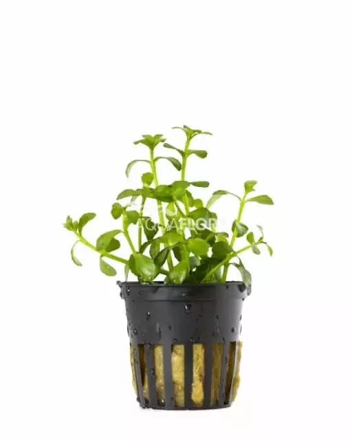 Pikkurasvalehti - Akvaarion etualan kasvit - 80760 - 1