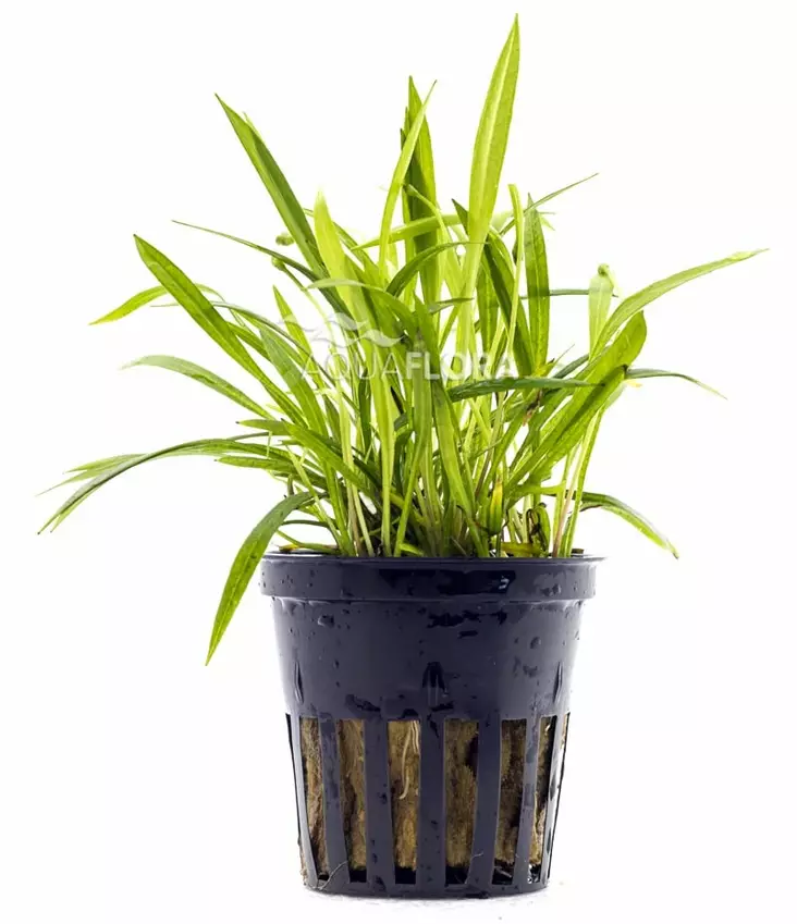 Pikkusuokki Ruukku - Akvaarion etualan kasvit - 81480 - 1