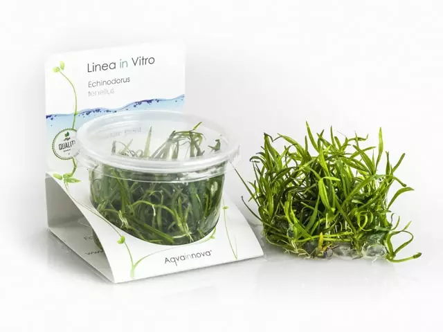 Pikkusuokki Vitrokupissa - Akvaarion etualan kasvit - 87490 - 1