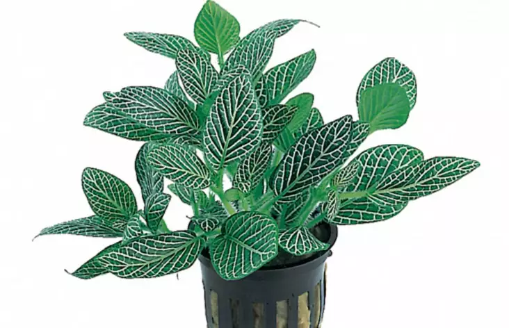 Pitsilehti Mini Valkoinen Ruukku Terraar - Kostean terraarion kasvit - 81560 - 1