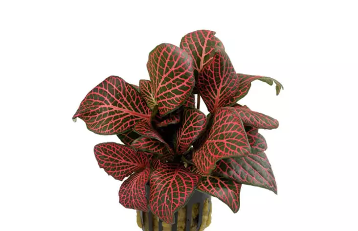 Pitsilehti Punainen Ruukku Terraarioon - Kostean terraarion kasvit - 81570 - 1