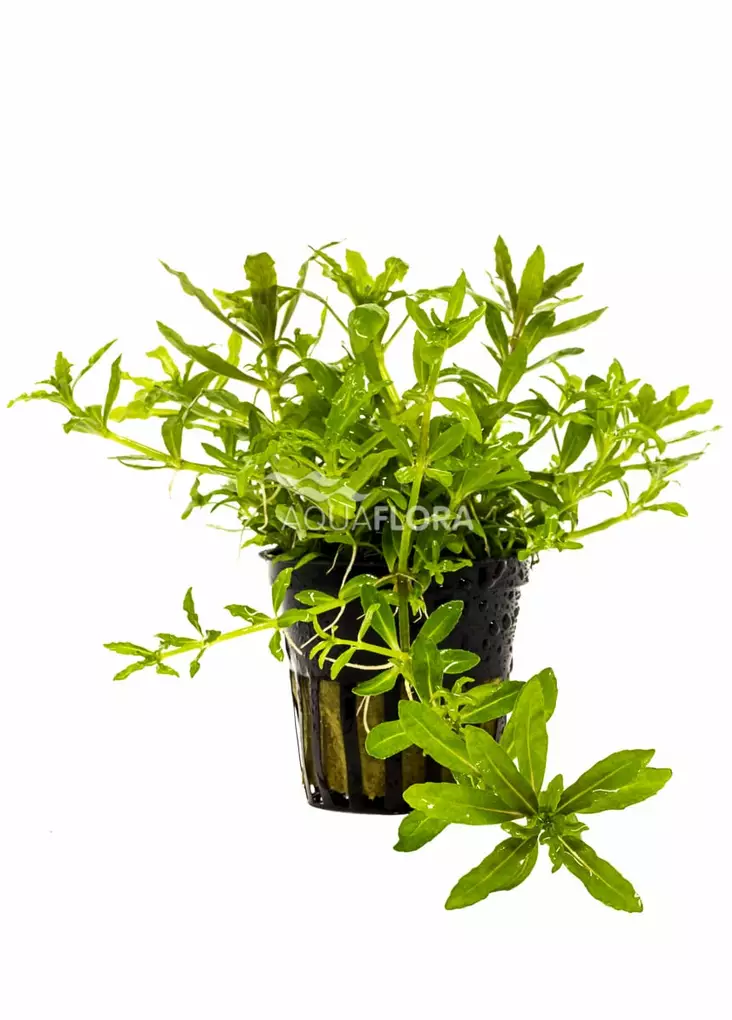 Poimupatsuli Ruukku - Akvaarion etualan kasvit - 82060 - 1