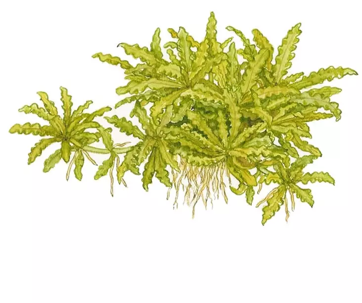 Poimupatsuli Vitrokupissa - Akvaarion keskialan kasvit - 88080 - 2