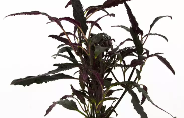 Pronssilehti Exotica Ruukku Terraarioon - Kostean terraarion kasvit - 87300 - 1