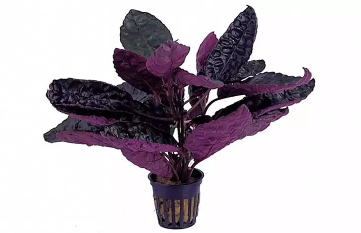 Pronssilehti Ruukku Terraarioon - Kostean terraarion kasvit - 81620 - 1