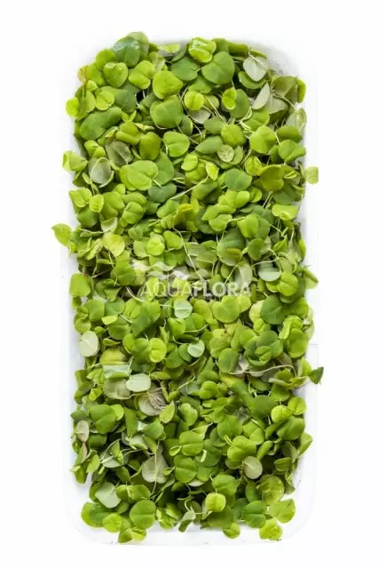 Kellustyräkki Annos - Akvaarion kellus kasvit - 80470 - 1