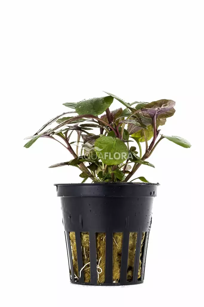 Punanuottaruoho Ruukku - Akvaarion keskialan kasvit - 81780 - 1