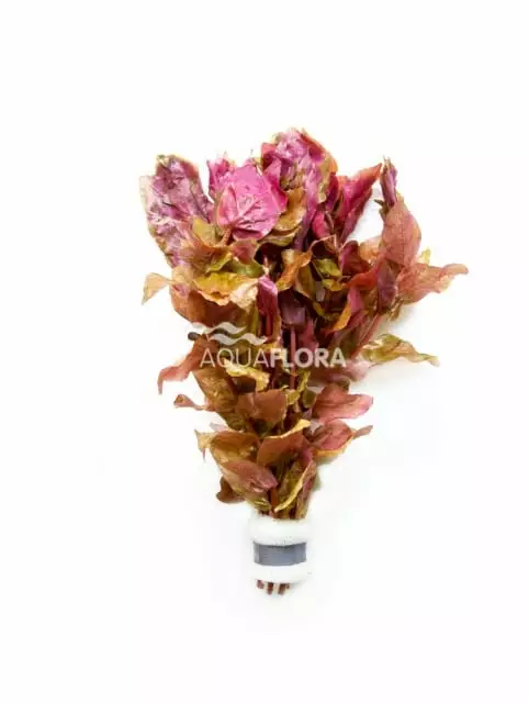 Punarotala Nippu - Akvaarion keskialan kasvit - 84810 - 1