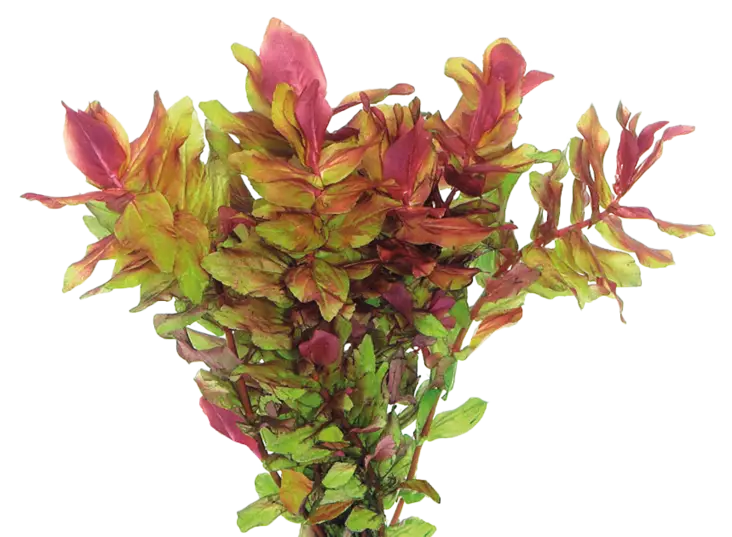 Punarotala Ruukku - Akvaarion keskialan kasvit - 87070 - 1