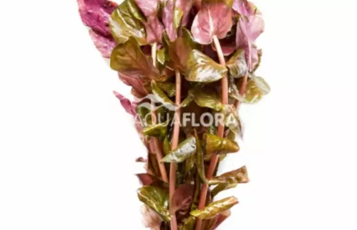 Punarotala Terrakotta - Akvaarion keskialan kasvit - 83950 - 1