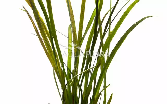 PunaVallisneria Rubra Ruukku - Akvaarion keskialan kasvit - 87280 - 1