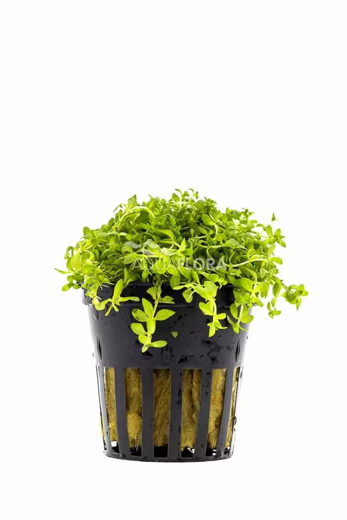 Pyörölehti Laji Ruukku - Akvaarion etualan kasvit - 81860 - 1