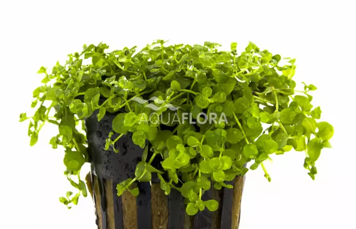 Pyörölehti Monte Carlo Ruukku - Akvaarion etualan kasvit - 87040 - 1