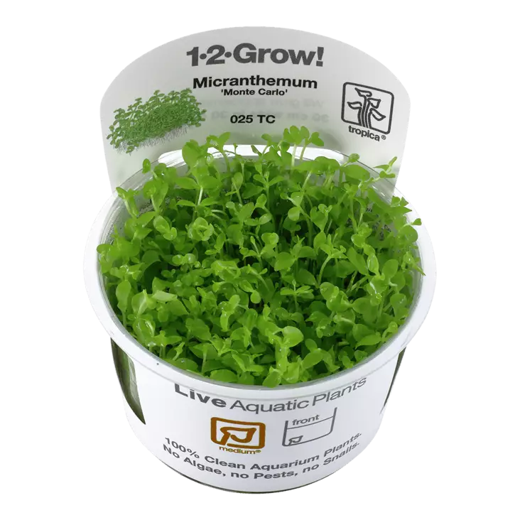Pyörölehti "Montecarlo" Vitrokupissa - Akvaarion etualan kasvit - 88050 - 1