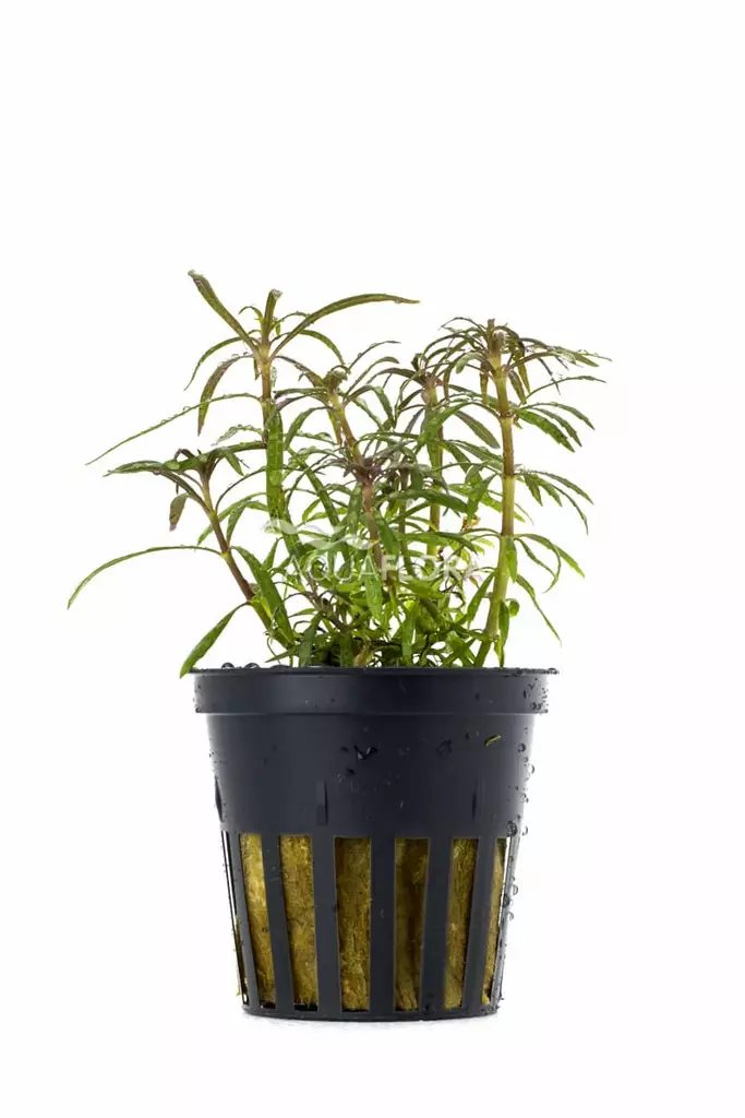 Pystypatsuli Ruukku - Akvaarion keskialan kasvit - 81550 - 1