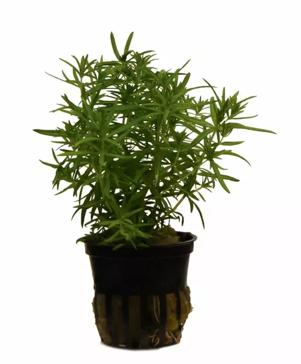 Pystypatsuli Ruukku - Akvaarion taka-alan kasvit - 82050 - 1