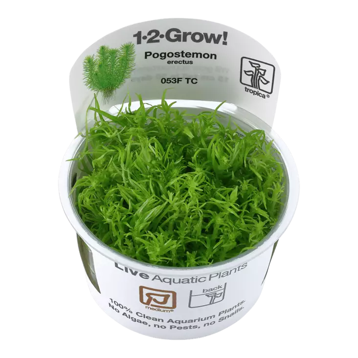 Pystypatsuli Vitrokupissa - Akvaarion keskialan kasvit - 88070 - 3