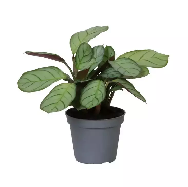 Raitamatti anagris - Kostean terraarion kasvit - 097.2660 - 1