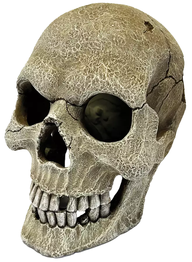 Repto Deco Human Skull Xl - Kivijäljitelmät terraarioon - AR5100160 - 1