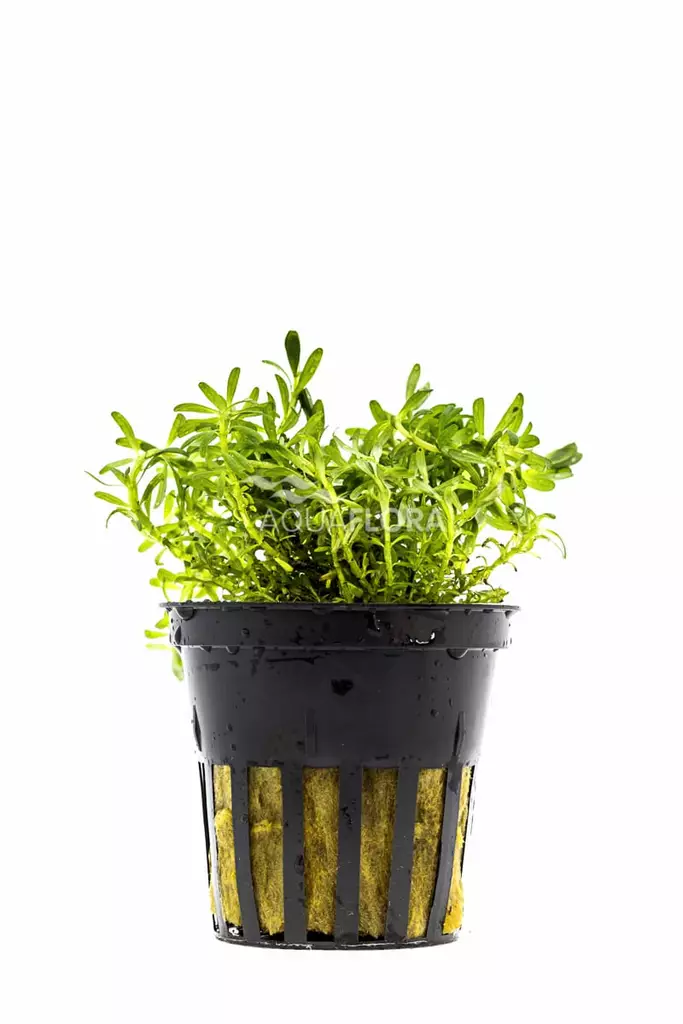 Rotala Laji Ruukku - Akvaarion keskialan kasvit - 81850 - 1