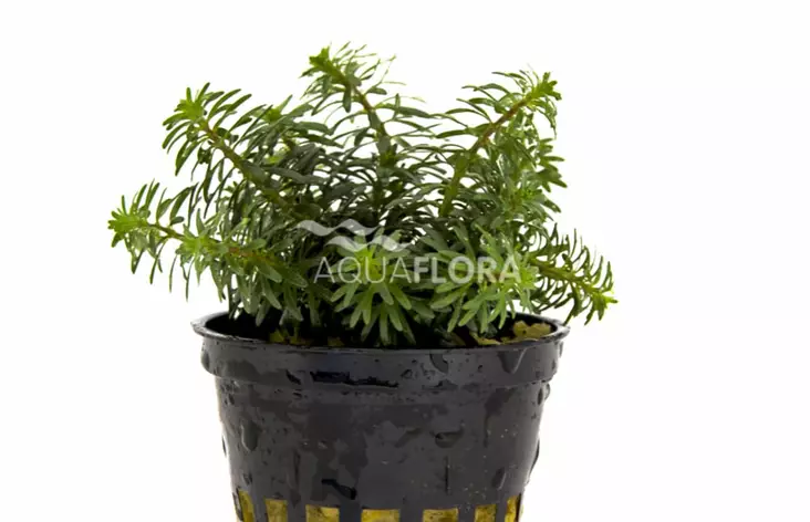 Rotala Laji Vietnam Ruukku - Akvaarion keskialan kasvit - 86960 - 1