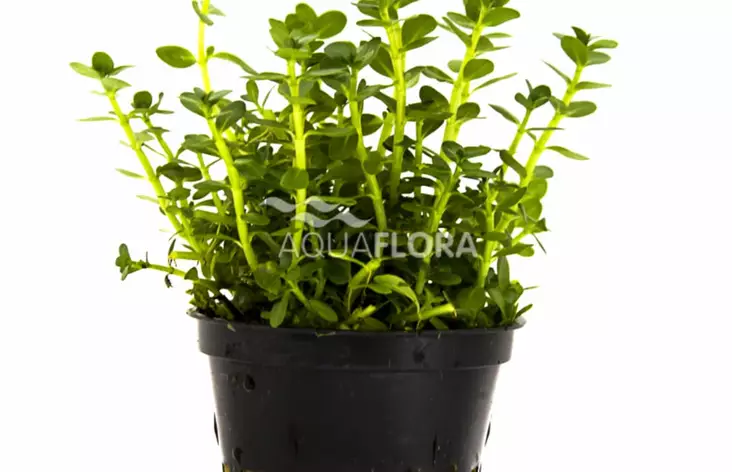 Rotala Laji Vihreä Ruukku - Akvaarion keskialan kasvit - 86950 - 1