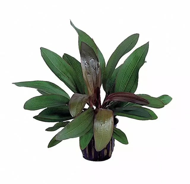 Rubiinimiekka Ruukku - Akvaarion keskialan kasvit - 81430 - 1