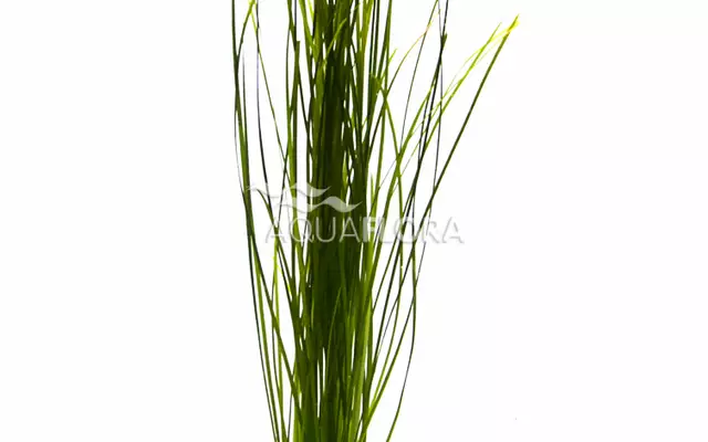 Ruohovallisneria Nippu - Akvaarion etualan kasvit - 84920 - 1