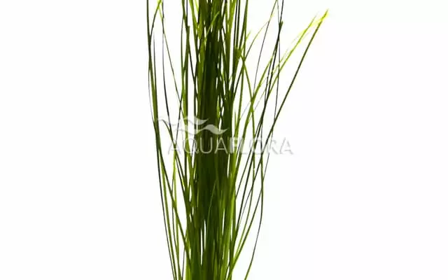 Ruohovallisneria Ruukku - Akvaarion etualan kasvit - 87270 - 1