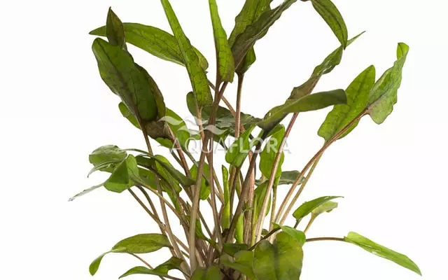 Ruskomelalehti Ruukku - Akvaarion keskialan kasvit - 81070 - 1