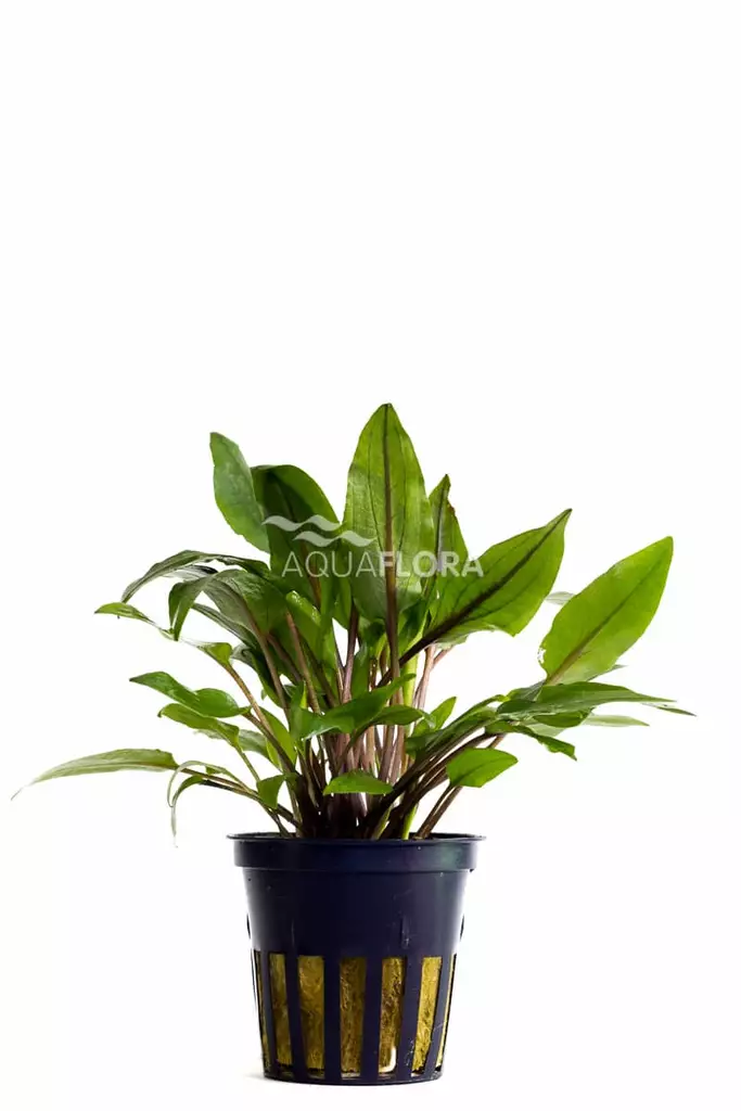 Ruskomelalehti Vihreä Ruukku - Akvaarion keskialan kasvit - 81080 - 1