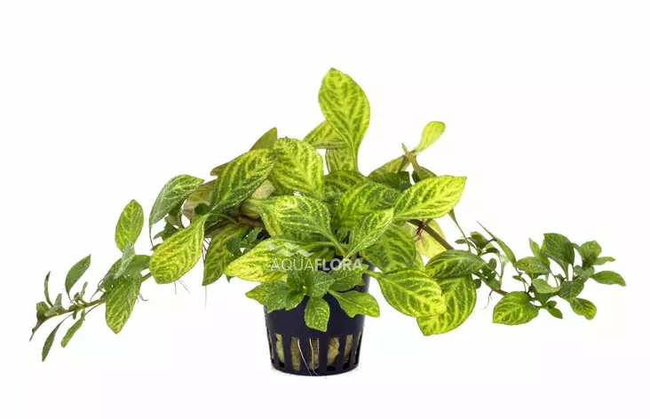 Rusolehti Atlantis Ruukku - Akvaarion keskialan kasvit - 88950 - 1