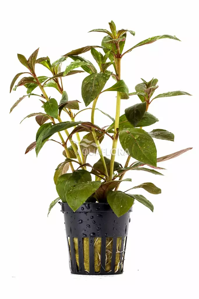 Rusolehti "Perennis" Ruukku - Akvaarion keskialan kasvit - 81810 - 1