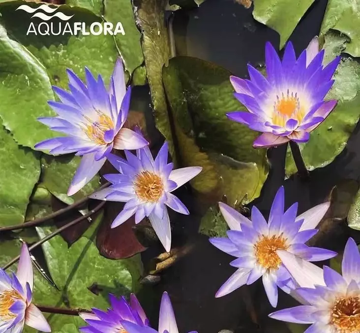 Rusolumme sininen Mukula - Akvaarion taka-alan kasvit - 86810 - 1