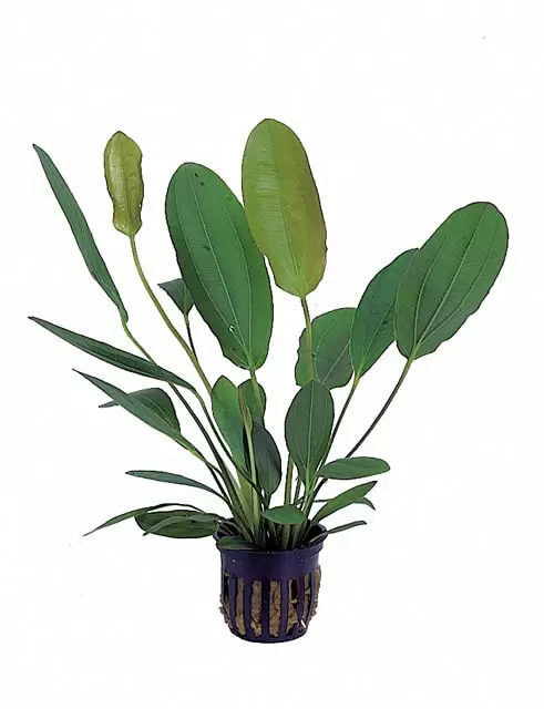 Rusomiekka Ruukku - Akvaarion keskialan kasvit - 81440 - 1