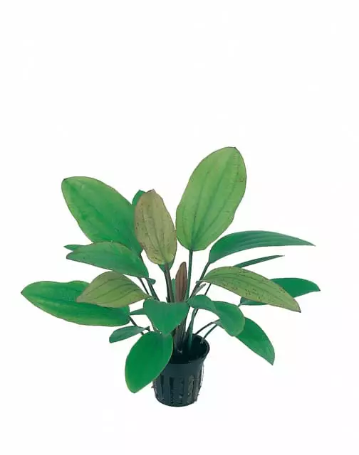 Ruusuvesimiekka Ruukku - Akvaarion keskialan kasvit - 81420 - 1