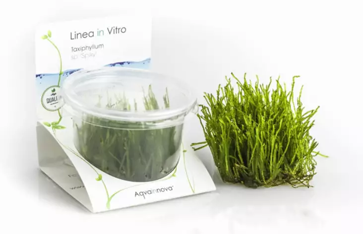 Sammal ("Piikkisammal") Sp Vitrokupissa - Akvaarion sammalet - 87590 - 1