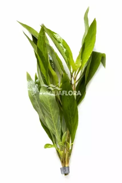 Siaminvesitähdikki Nippu - Akvaarion taka-alan kasvit - 84780 - 1