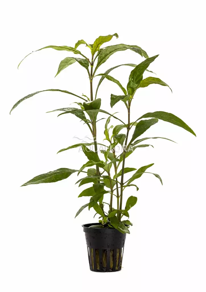 Siaminvesitähdikki Ruukku - Akvaarion taka-alan kasvit - 81920 - 1