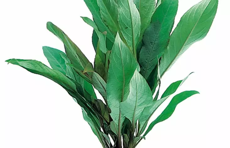 Siaminvesitähdikki Terrakotta - Akvaarion taka-alan kasvit - 83920 - 1