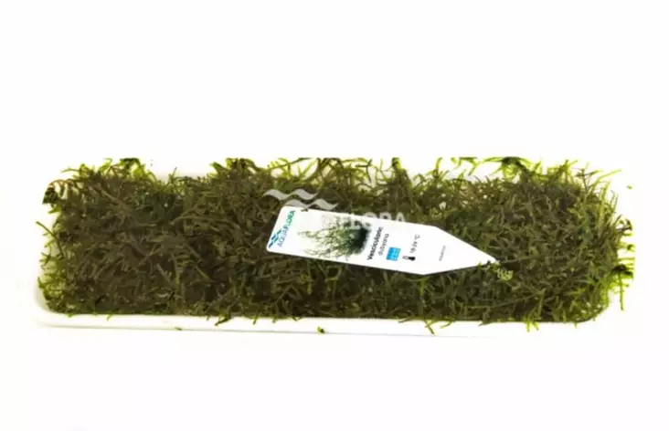 Singaporensammal Annos 30G - Akvaarion sammalet - 80280 - 1