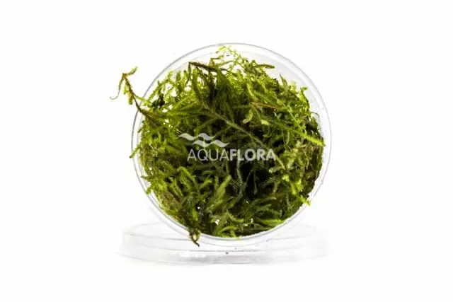 Singaporensammal Kuppi 10G - Akvaarion sammalet - 86750 - 1