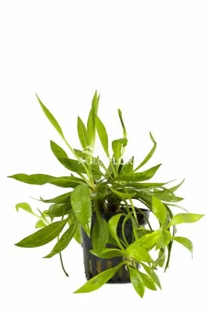 Sirosuokki Magdalensis Ruukku - Akvaarion etualan kasvit - 81320 - 1